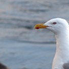 European Herring Gull